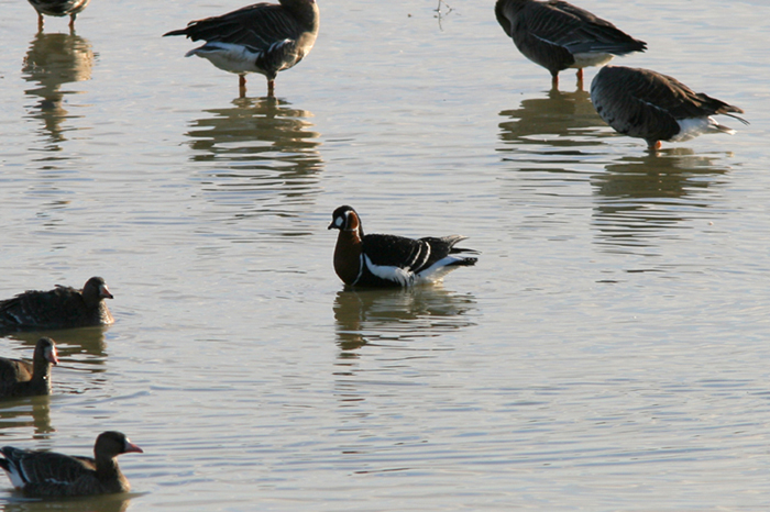 Oca collorosso (Branta ruficollis)